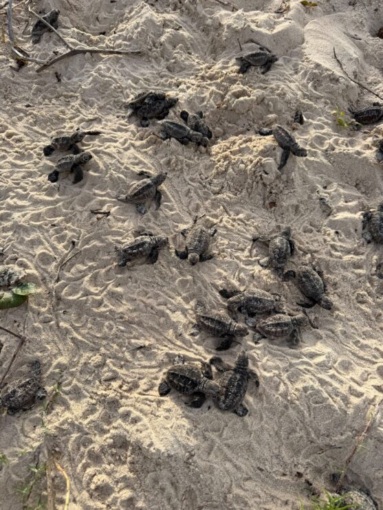 Nascimento de tartarugas-de-pente reforça preservação em Trancoso Nascimento de tartarugas-de-pente reforça preservação em Trancoso 4