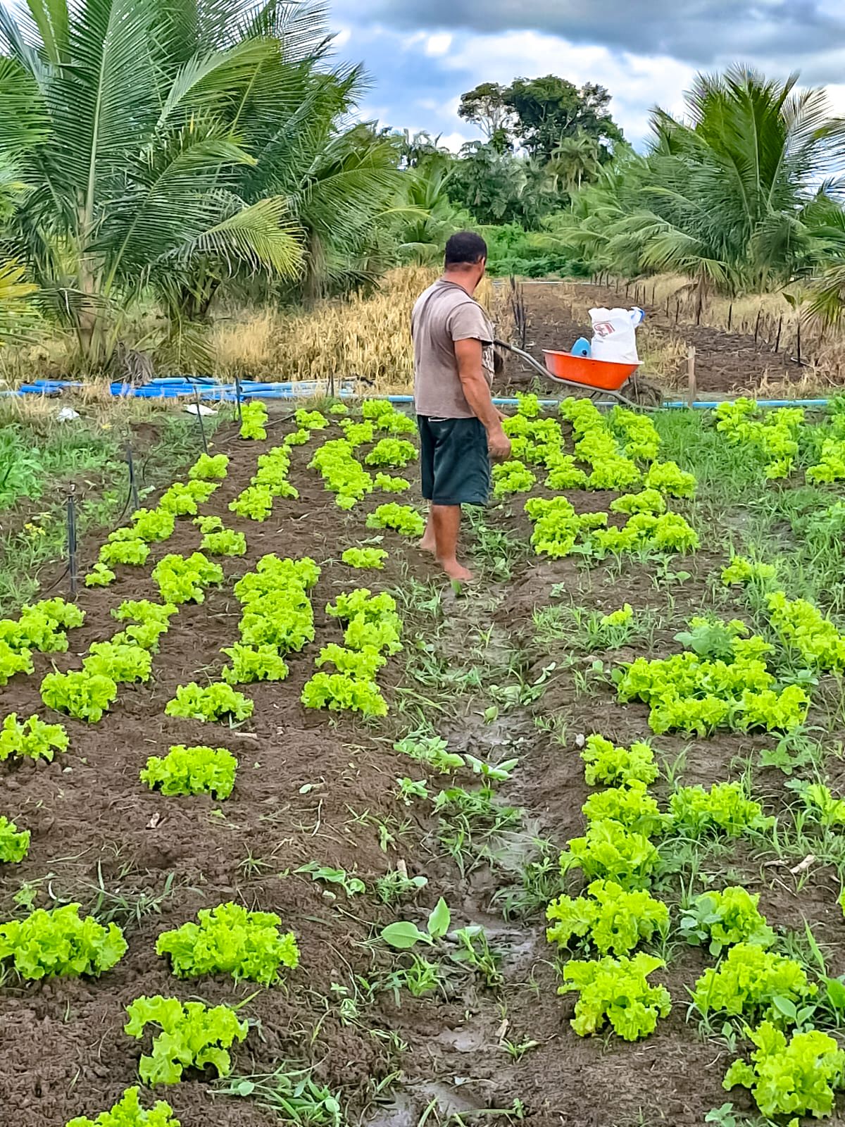 Semana da Agricultura impulsiona economia rural em Porto Seguro 6