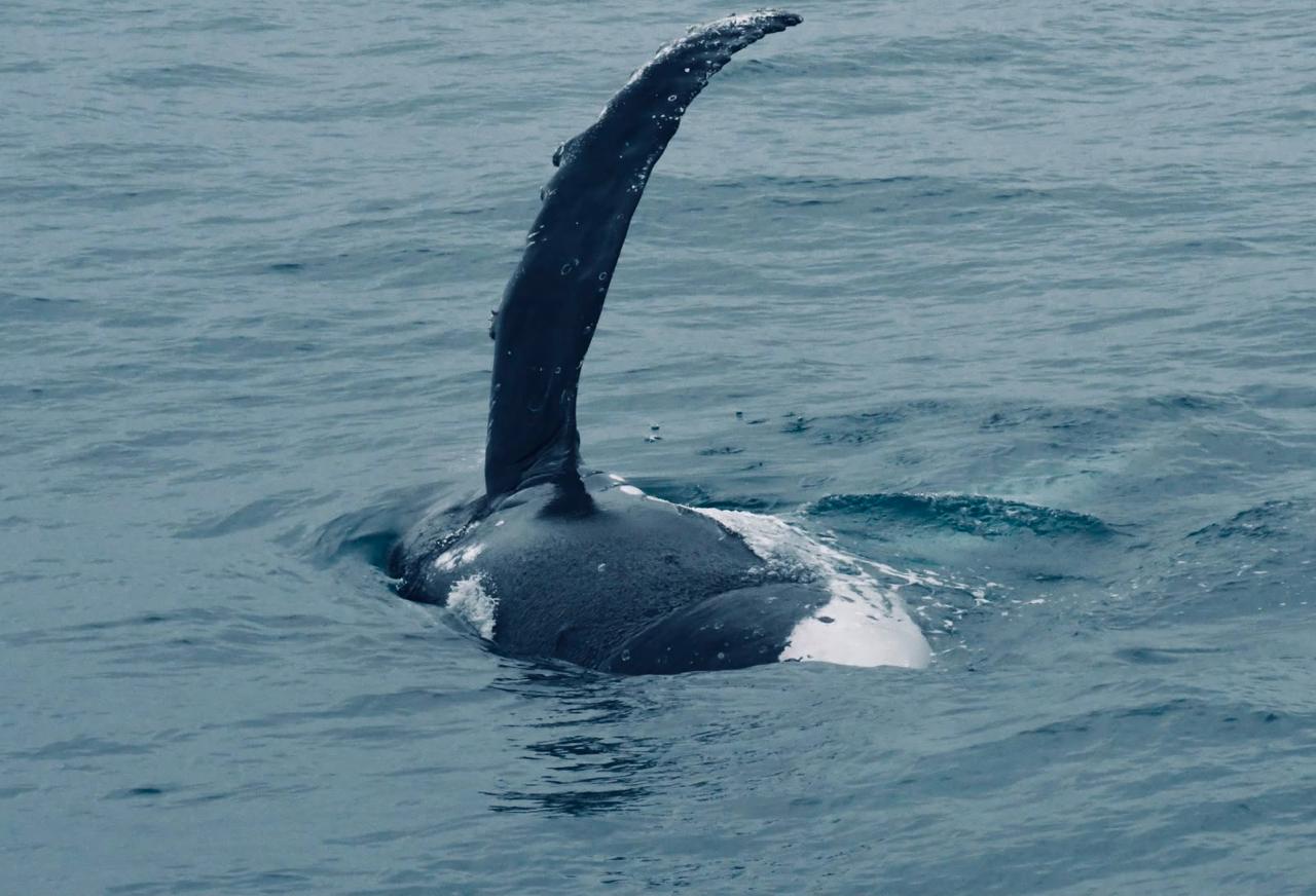 Temporada das baleias-jubarte inicia fomentando turismo de natureza em Porto Seguro 6