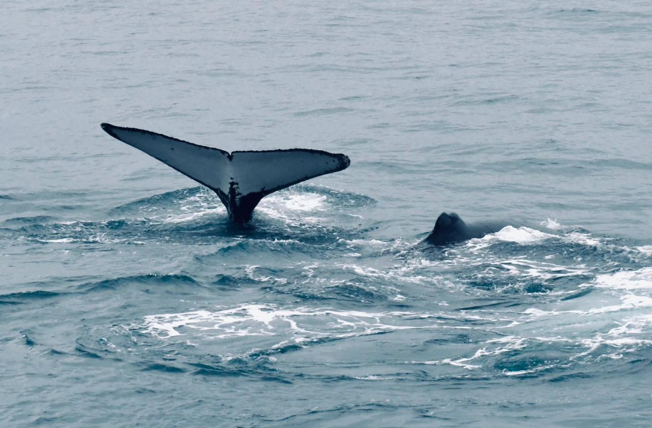 Temporada das baleias-jubarte inicia fomentando turismo de natureza em Porto Seguro 7