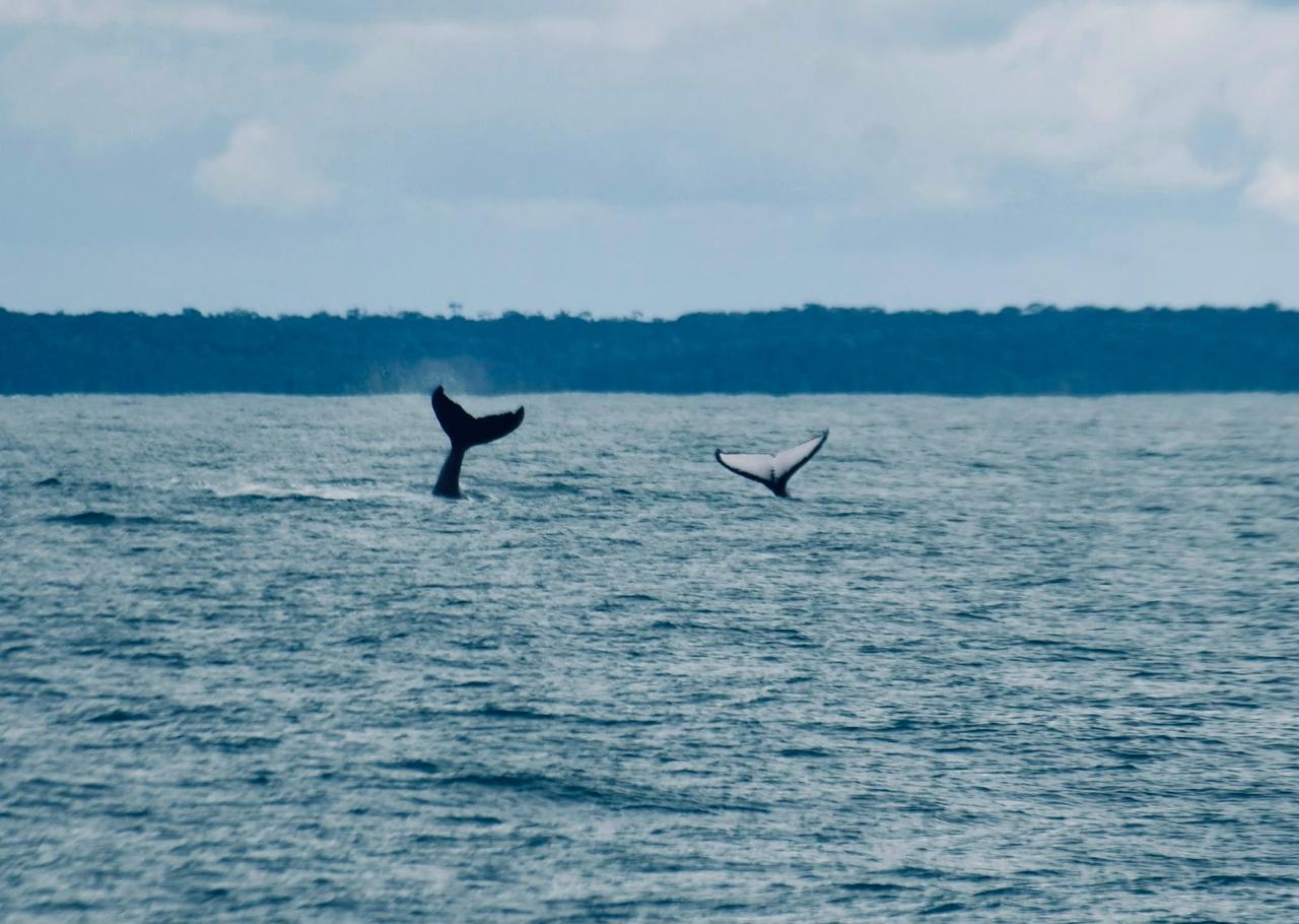 Temporada das baleias-jubarte inicia fomentando turismo de natureza em Porto Seguro 5