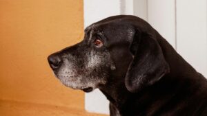 Como cuidar da saúde de cães que chegam à terceira idade 1