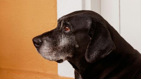 Como cuidar da saúde de cães que chegam à terceira idade Como cuidar da saúde de cães que chegam à terceira idade 6