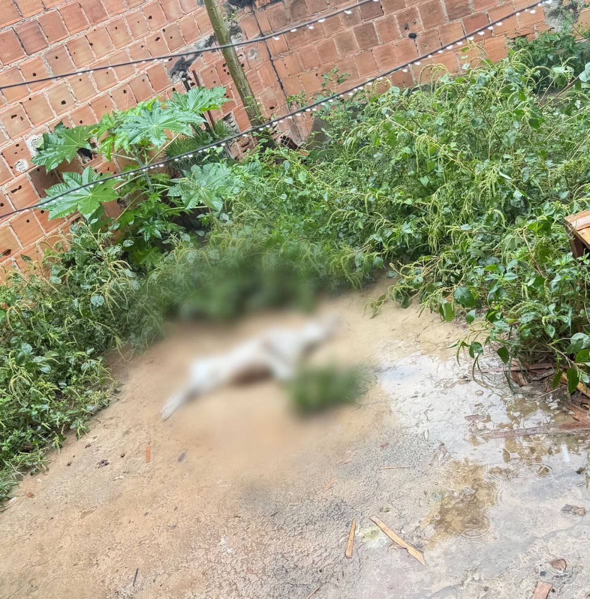 Dona de imóvel é conduzida à delegacia após cães serem encontrados mortos e abandonados em Eunápolis 5