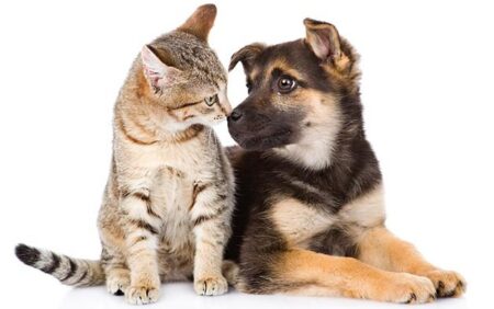 STF consolida dever dos municípios de proteger cães e gatos – a situação deixa de ser uma escolha do gestor e passa a ser obrigação legal STF consolida dever dos municípios de proteger cães e gatos – a situação deixa de ser uma escolha do gestor e passa a ser obrigação legal 125