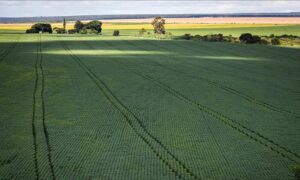 Senado aprova plano para fabricação de fertilizantes no Brasil Senado aprova plano para fabricação de fertilizantes no Brasil 117