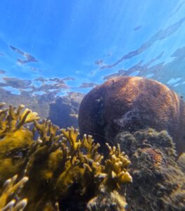 Monitoramento no Recife de Fora não registra presença de peixe-leão Monitoramento no Recife de Fora não registra presença de peixe-leão 1