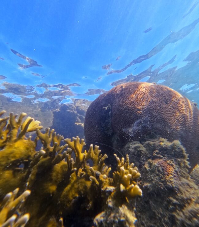 Monitoramento no Recife de Fora não registra presença de peixe-leão Monitoramento no Recife de Fora não registra presença de peixe-leão 4
