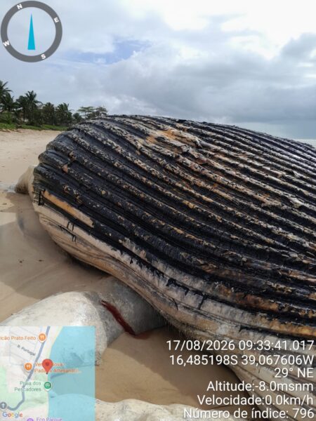 Semac investiga causa de morte de Baleia encontrada na Praia dos Pescadores, em Arraial d’Ajuda Semac investiga causa de morte de Baleia encontrada na Praia dos Pescadores, em Arraial d’Ajuda 11