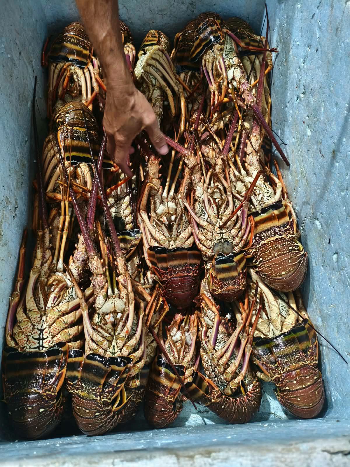 Pescado de Porto Seguro alcança mercado internacional americano e chinês fortalecendo tradição pesqueira 7
