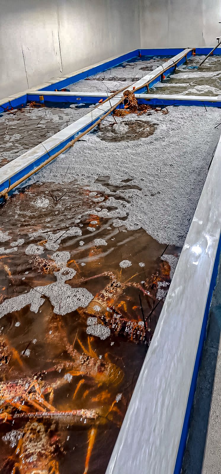 Pescado de Porto Seguro alcança mercado internacional americano e chinês fortalecendo tradição pesqueira 5