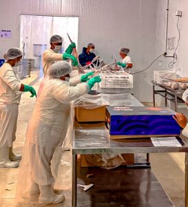 Pescado de Porto Seguro alcança mercado internacional americano e chinês fortalecendo tradição pesqueira Pescado de Porto Seguro alcança mercado internacional americano e chinês fortalecendo tradição pesqueira 1