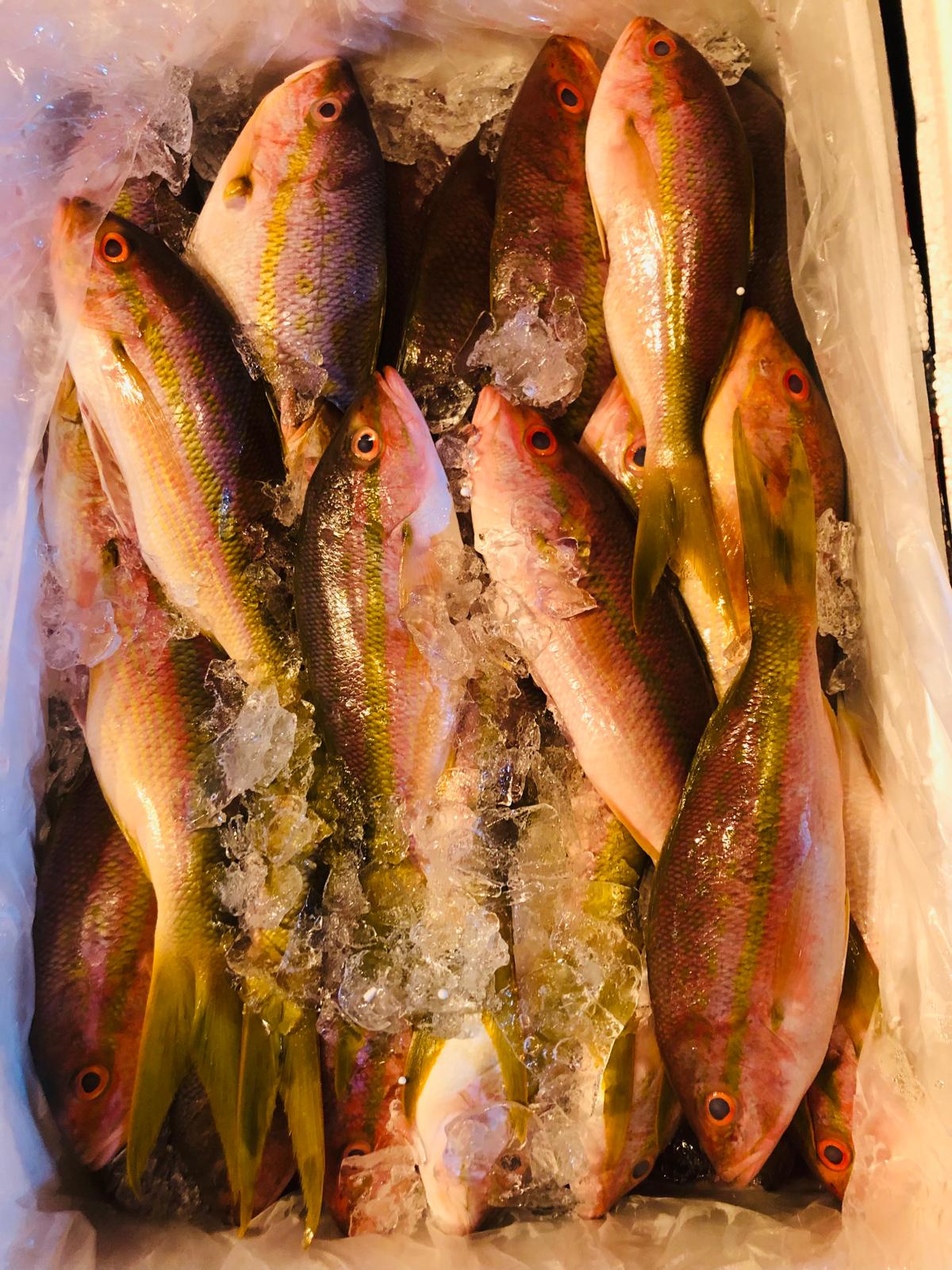 Pescado de Porto Seguro alcança mercado internacional americano e chinês fortalecendo tradição pesqueira 6