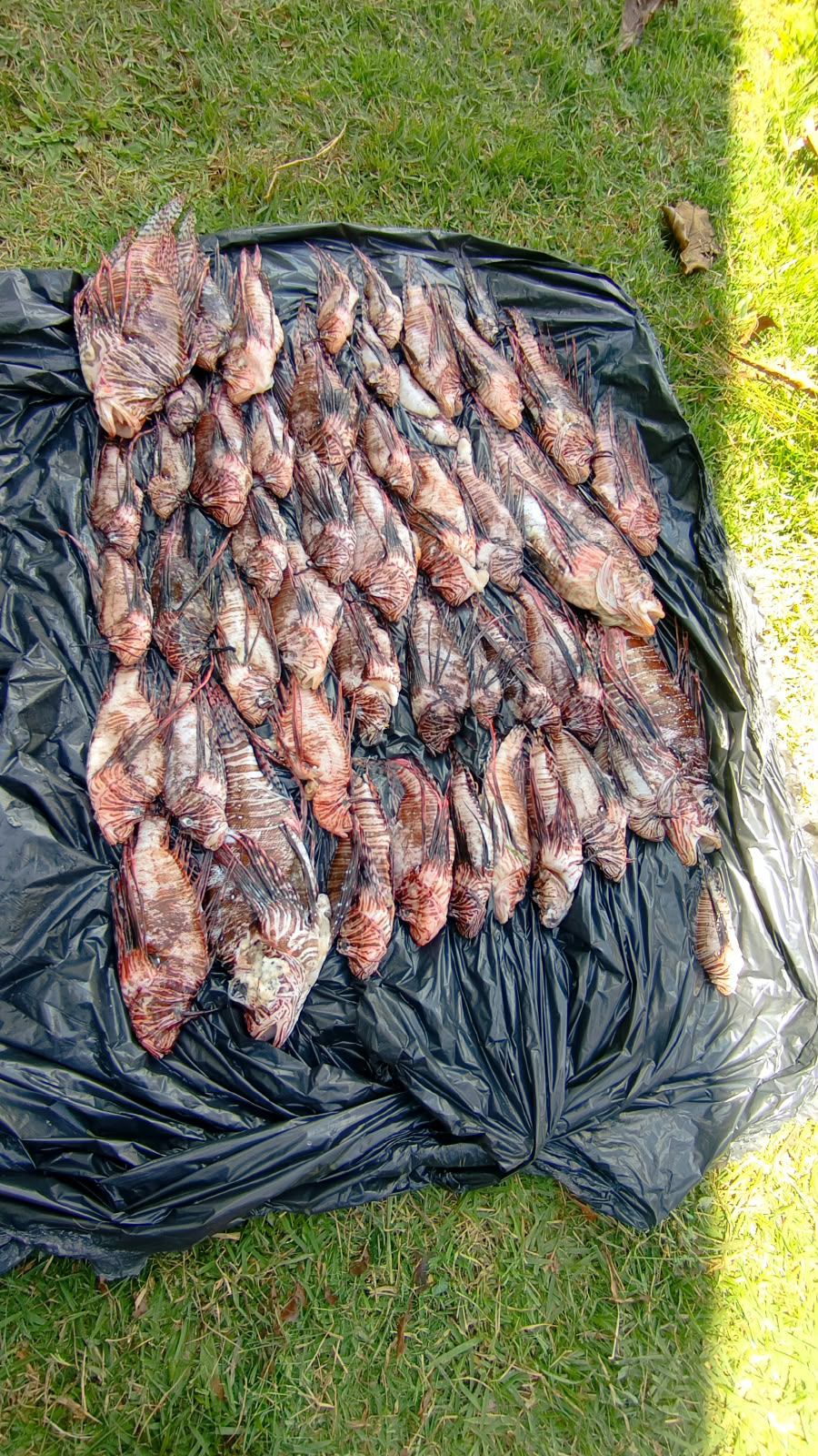Porto Seguro avança no controle do peixe-leão com captura pioneira na costa 6