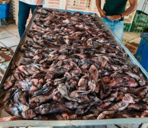 Porto Seguro avança no controle do peixe-leão com captura pioneira na costa Porto Seguro avança no controle do peixe-leão com captura pioneira na costa 1