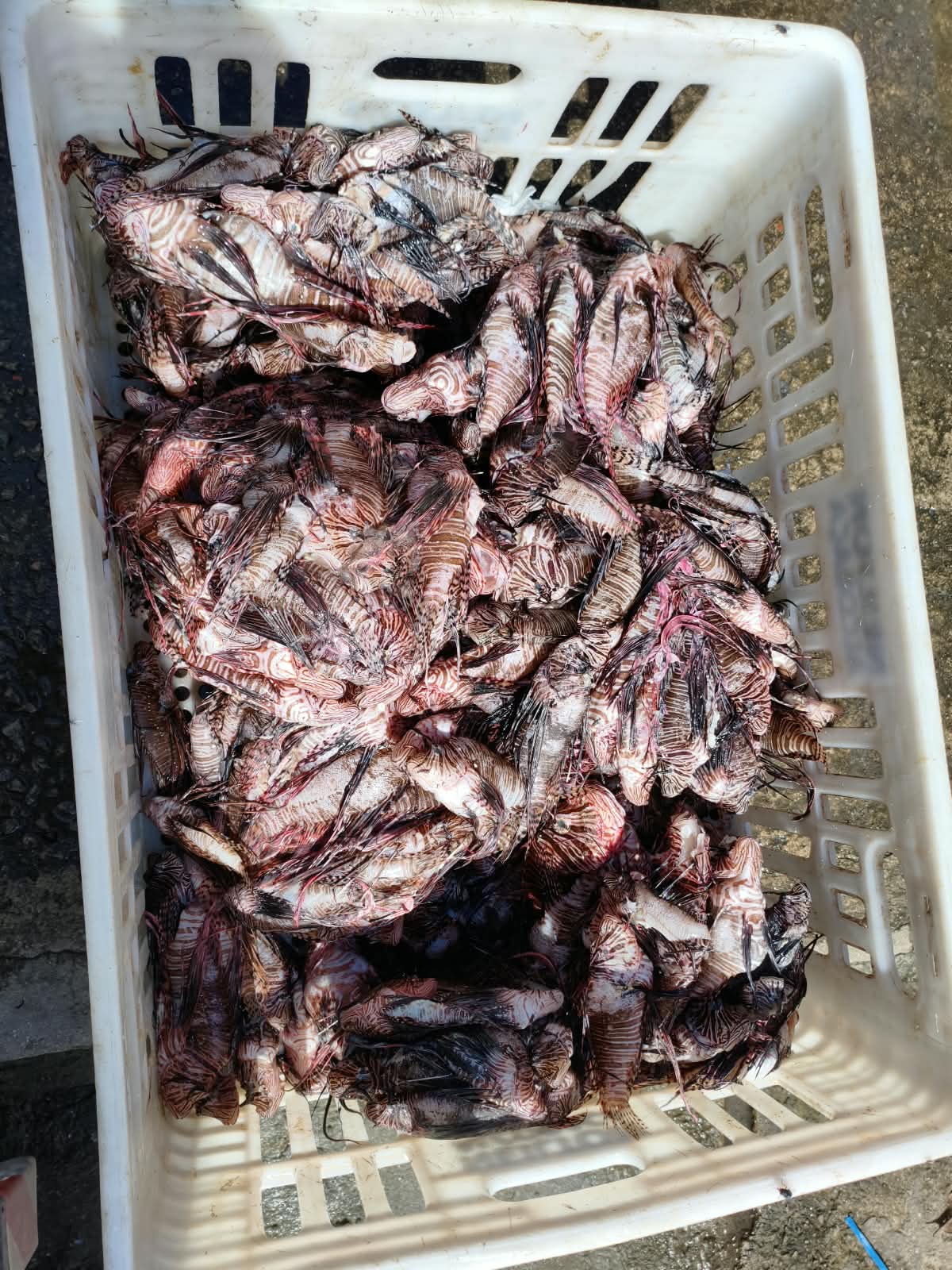Porto Seguro avança no controle do peixe-leão com captura pioneira na costa 5