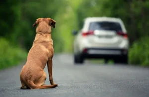 Abandono de animais com carro pode suspender CNH do motorista 1