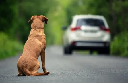 Abandono de animais com carro pode suspender CNH do motorista 125