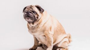 Carinho em forma de comida pode levar pets à obesidade Carinho em forma de comida pode levar pets à obesidade 1