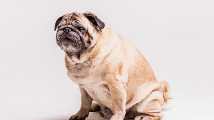 Carinho em forma de comida pode levar pets à obesidade Carinho em forma de comida pode levar pets à obesidade 4
