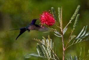 6º Festival de Aves de Porto Seguro celebra a biodiversidade da Mata Atlântica e a conservação ambiental 1