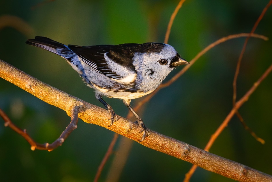 6º Festival de Aves de Porto Seguro celebra a biodiversidade da Mata Atlântica e a conservação ambiental 5