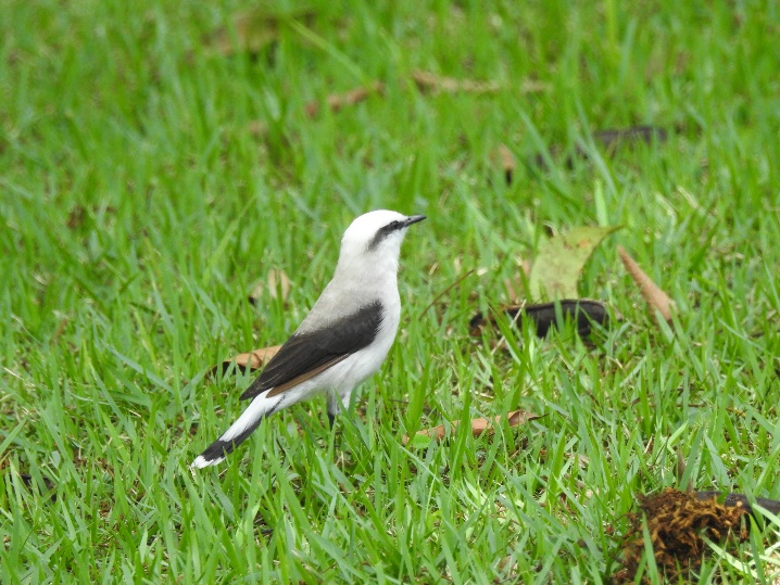 6º Festival de Aves de Porto Seguro celebra a biodiversidade da Mata Atlântica e a conservação ambiental 6