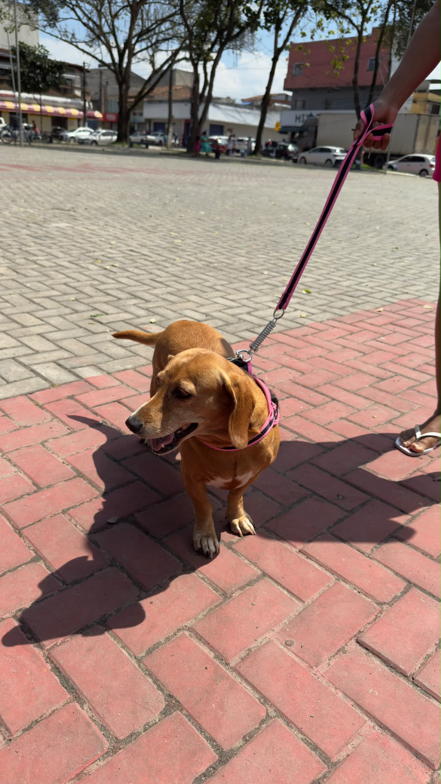 Prefeitura de Eunápolis supera marca de 14,2 mil animais vacinados contra a raiva 6