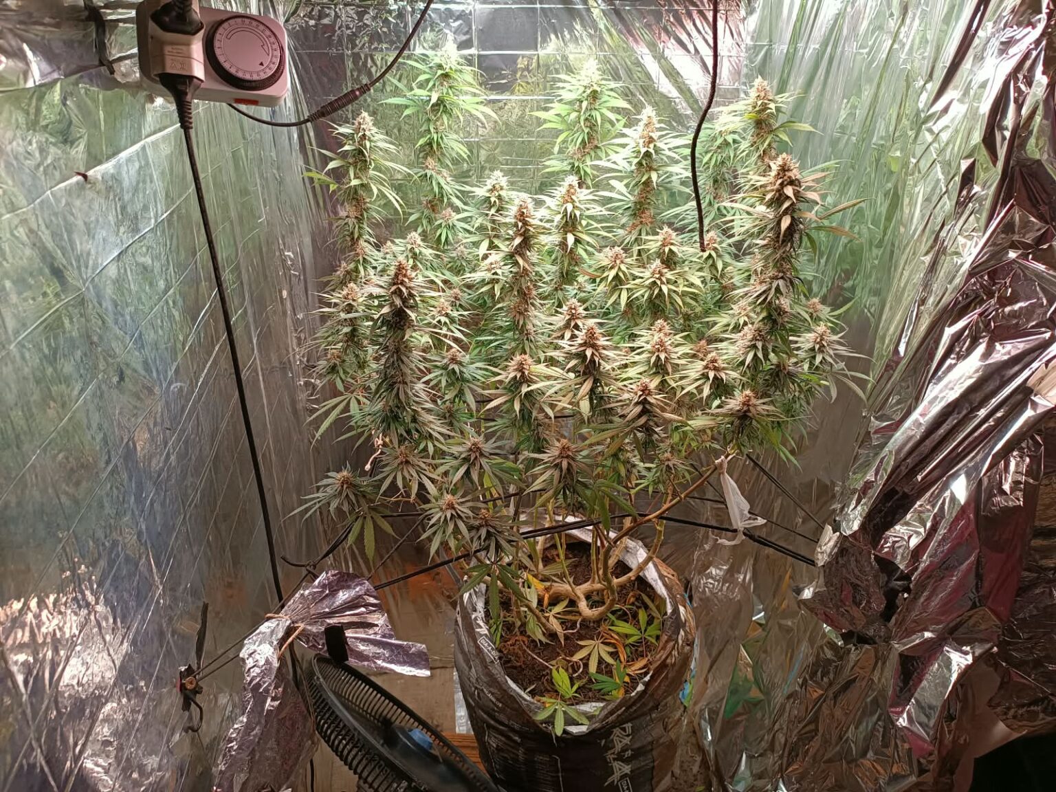 Polícia encontra estufa com pés de maconha em casa no distrito de Trancoso, em Porto Seguro Polícia encontra estufa com pés de maconha em casa no distrito de Trancoso, em Porto Seguro 11