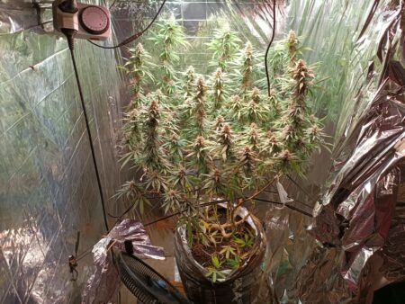 Polícia encontra estufa com pés de maconha em casa no distrito de Trancoso, em Porto Seguro 126