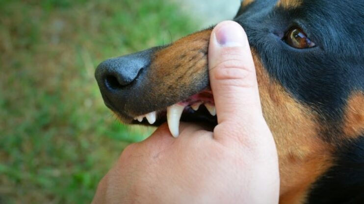 Raiva em pets: veja como proteger cães e gatos 4
