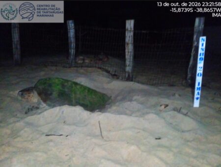 Tartaruga marinha identificada há nove anos volta a desovar na mesma praia do Sul da Bahia 125