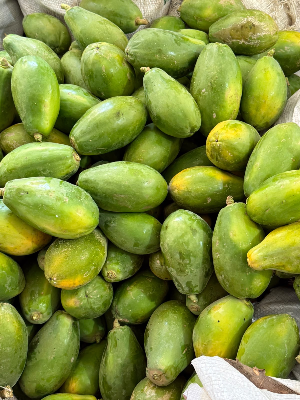 Prefeitura de Eunápolis fortalece agricultura familiar e amplia serviços de recuperação das estradas rurais 7