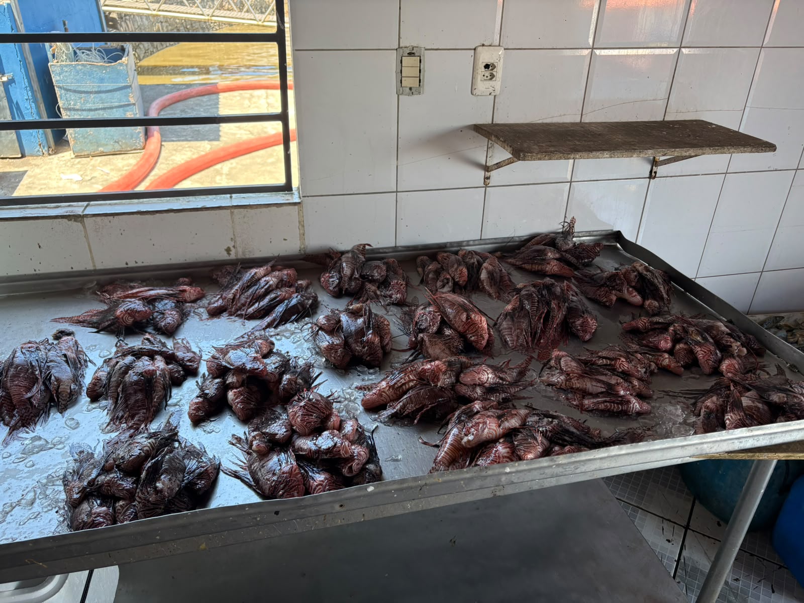 Porto Seguro avança no enfrentamento ao peixe-leão 5