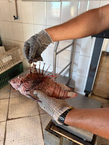 Porto Seguro avança no enfrentamento ao peixe-leão 5