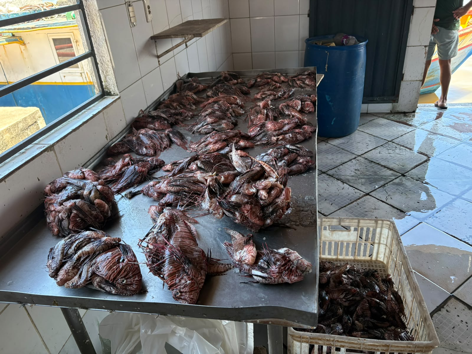 Porto Seguro avança no enfrentamento ao peixe-leão 6
