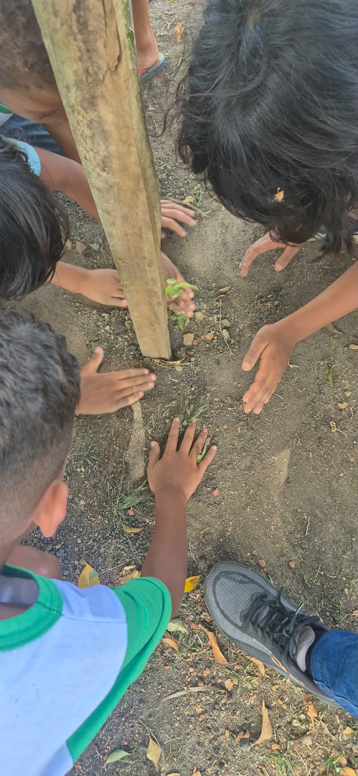 Praça do Vale Verde recebe novas mudas 7