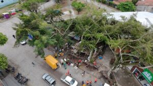 Defesa Civil atualiza levantamento sobre queda de árvores em Trancoso Defesa Civil atualiza levantamento sobre queda de árvores em Trancoso 1