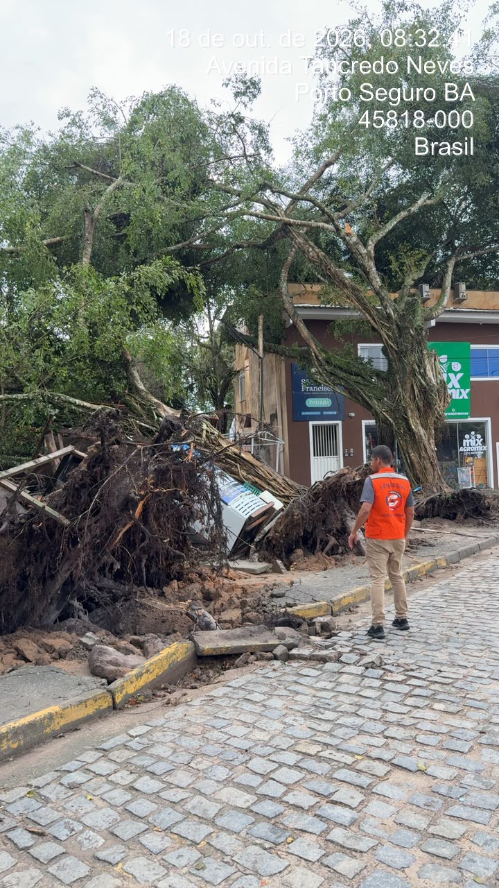 Defesa Civil atualiza levantamento sobre queda de árvores em Trancoso 7