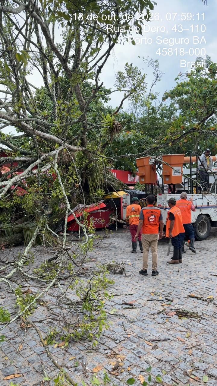 Defesa Civil atualiza levantamento sobre queda de árvores em Trancoso 5